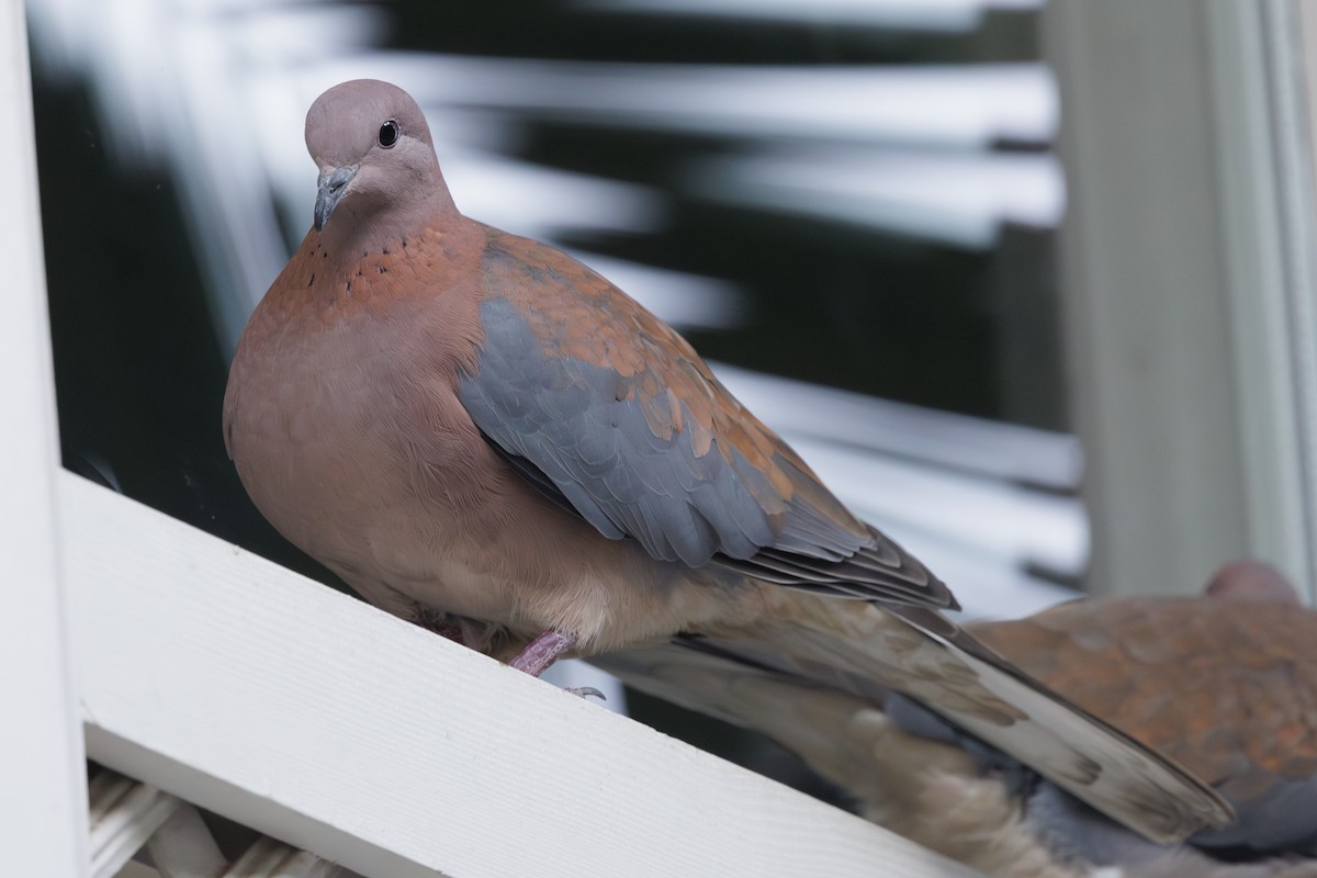 Laughing Dove - ML637558131