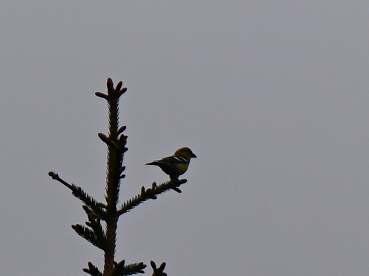 White-winged Crossbill - ML637558153