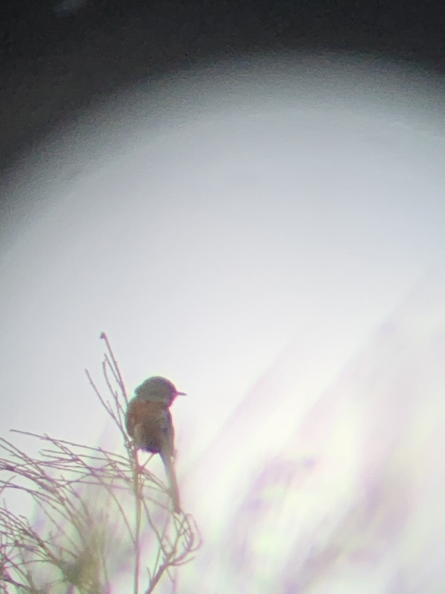 Dartford Warbler - ML637558157