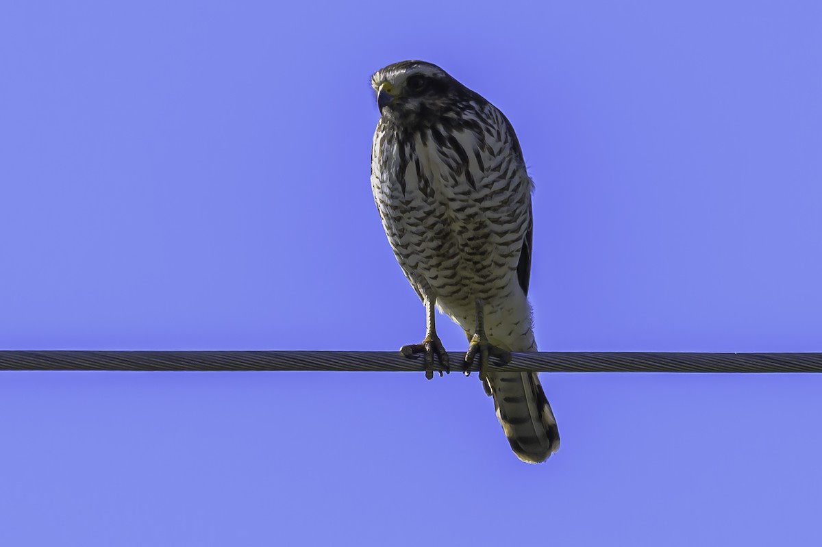 Roadside Hawk - ML637558162