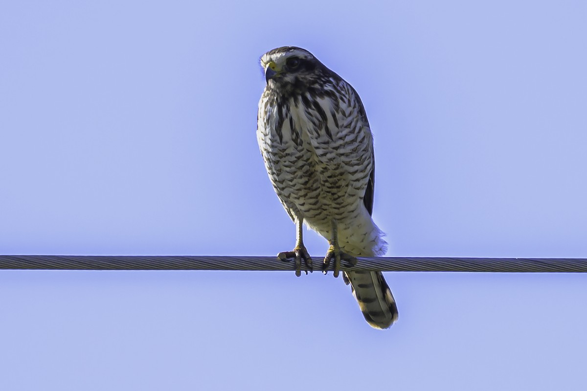Roadside Hawk - ML637558163