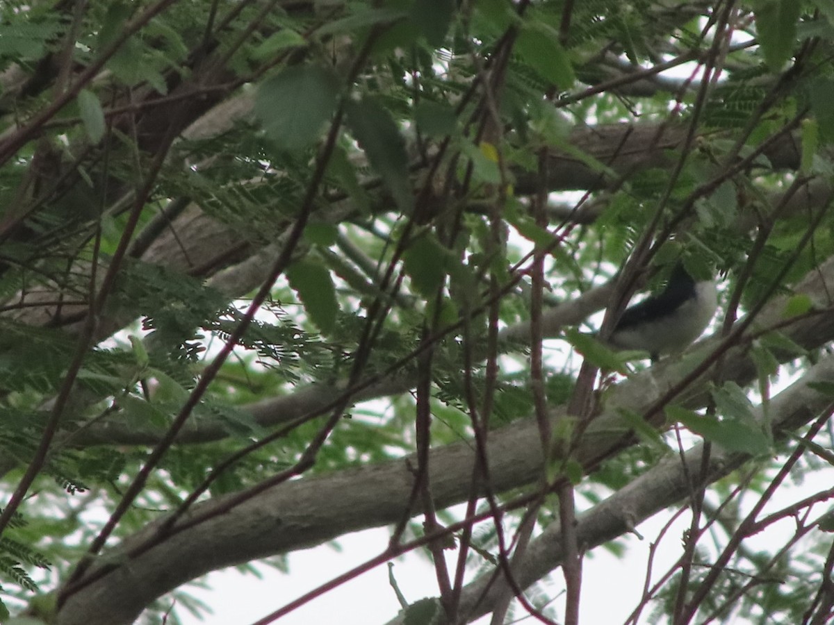 Lesson's Seedeater - ML637558173