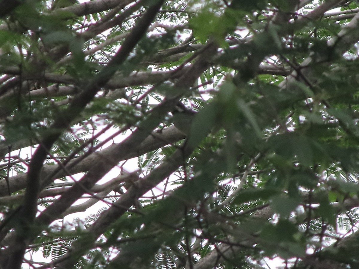 Lesson's Seedeater - ML637558174