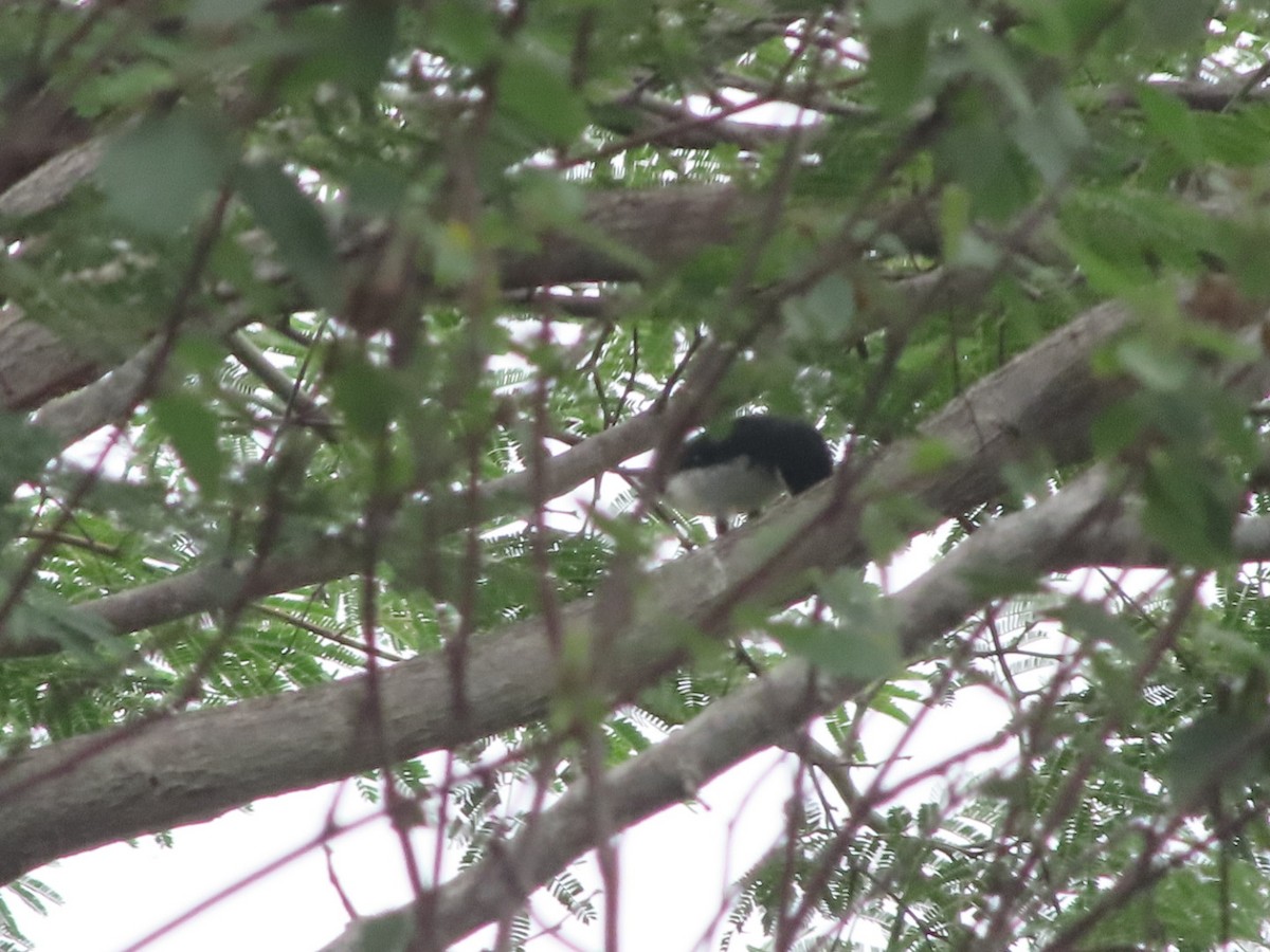 Lesson's Seedeater - ML637558175