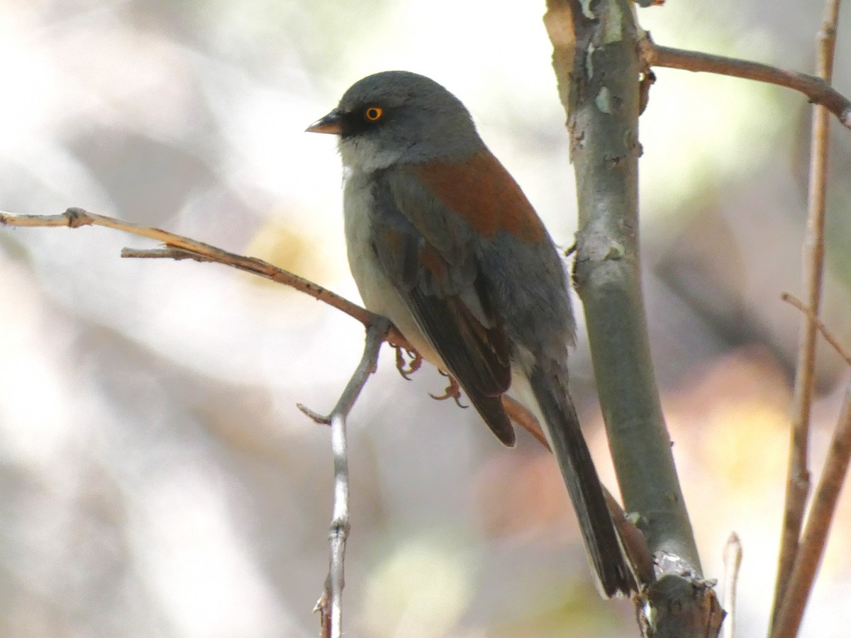 Yellow-eyed Junco - ML637558180