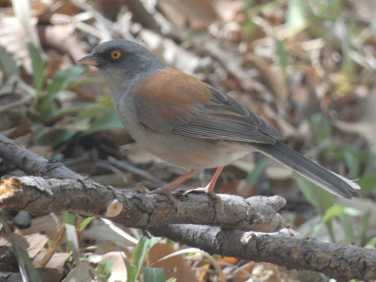 Yellow-eyed Junco - ML637558189