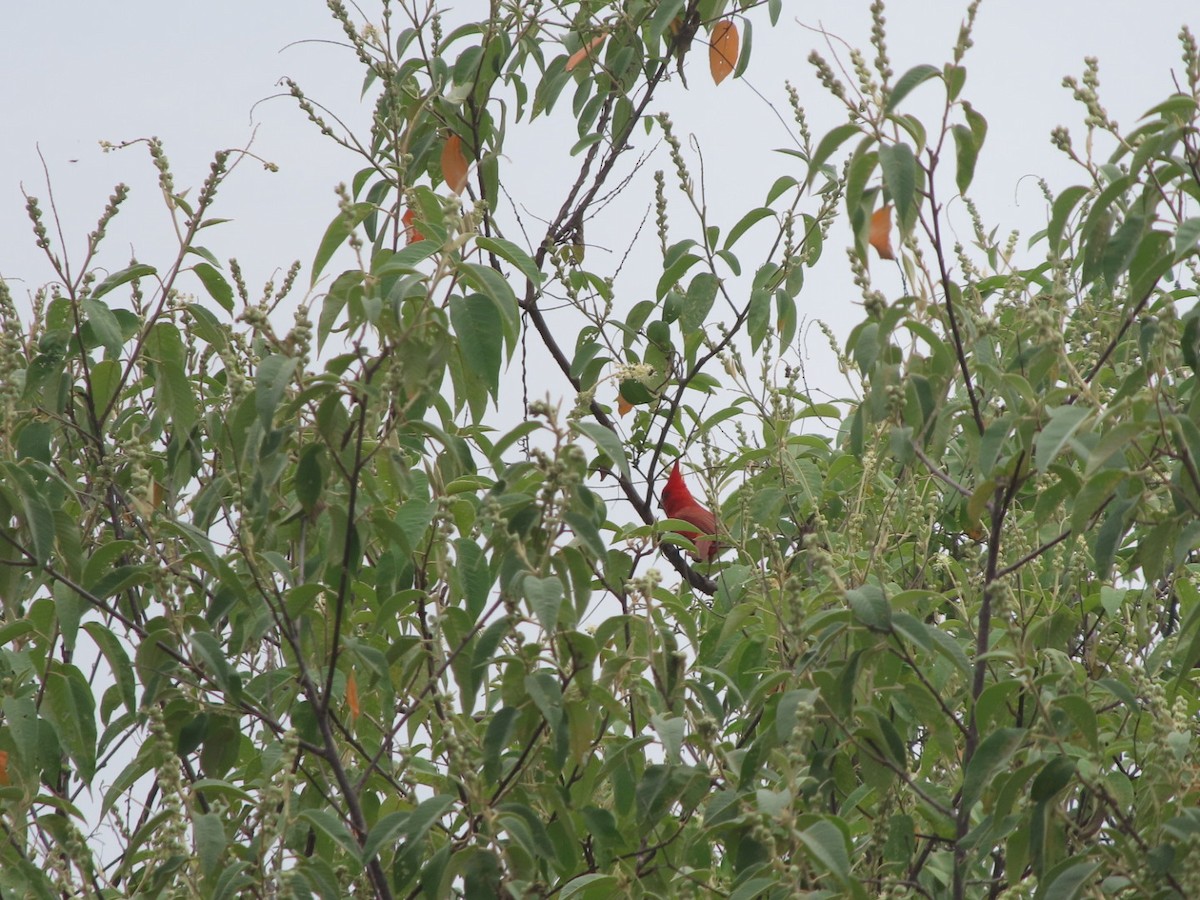 Vermilion Cardinal - ML637558243