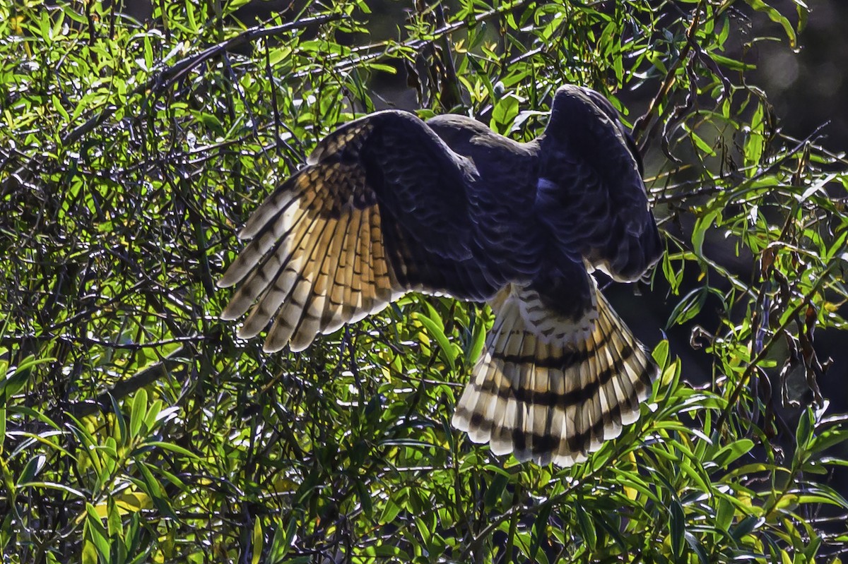 Roadside Hawk - ML637558255
