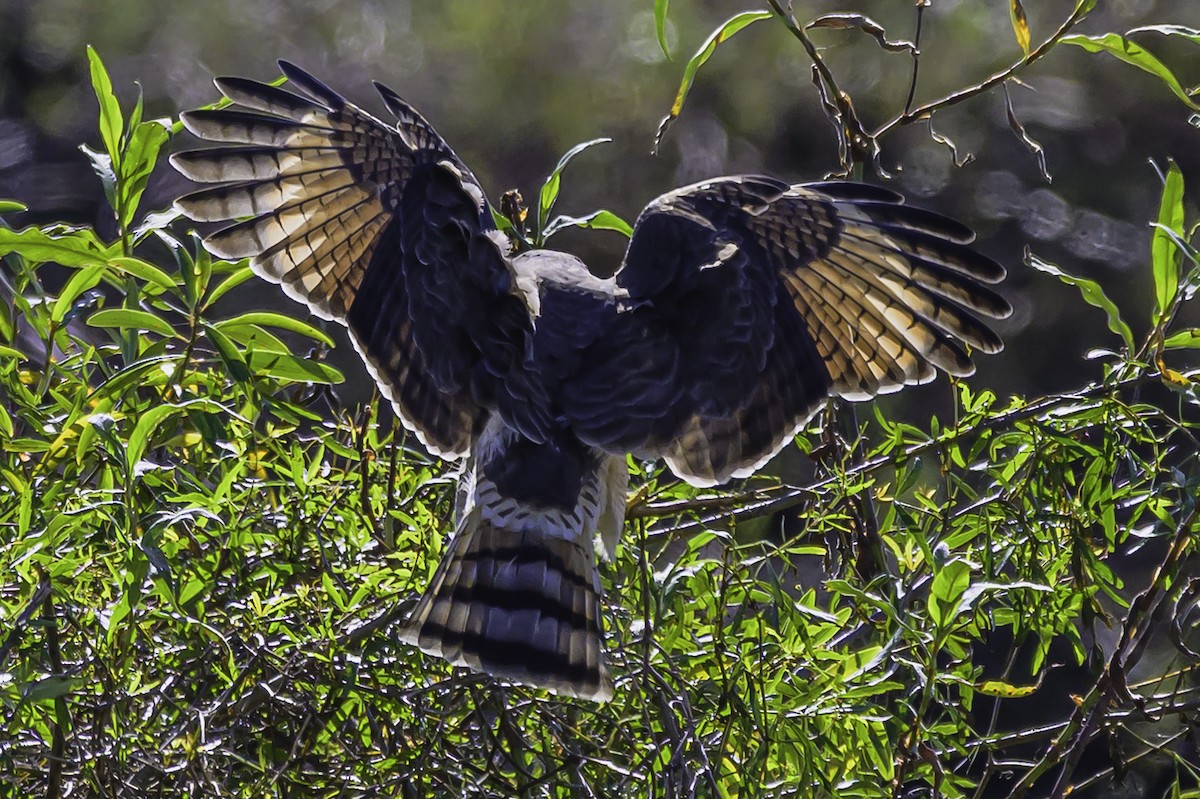 Roadside Hawk - ML637558259