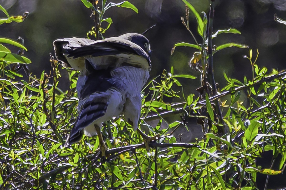 Roadside Hawk - ML637558260