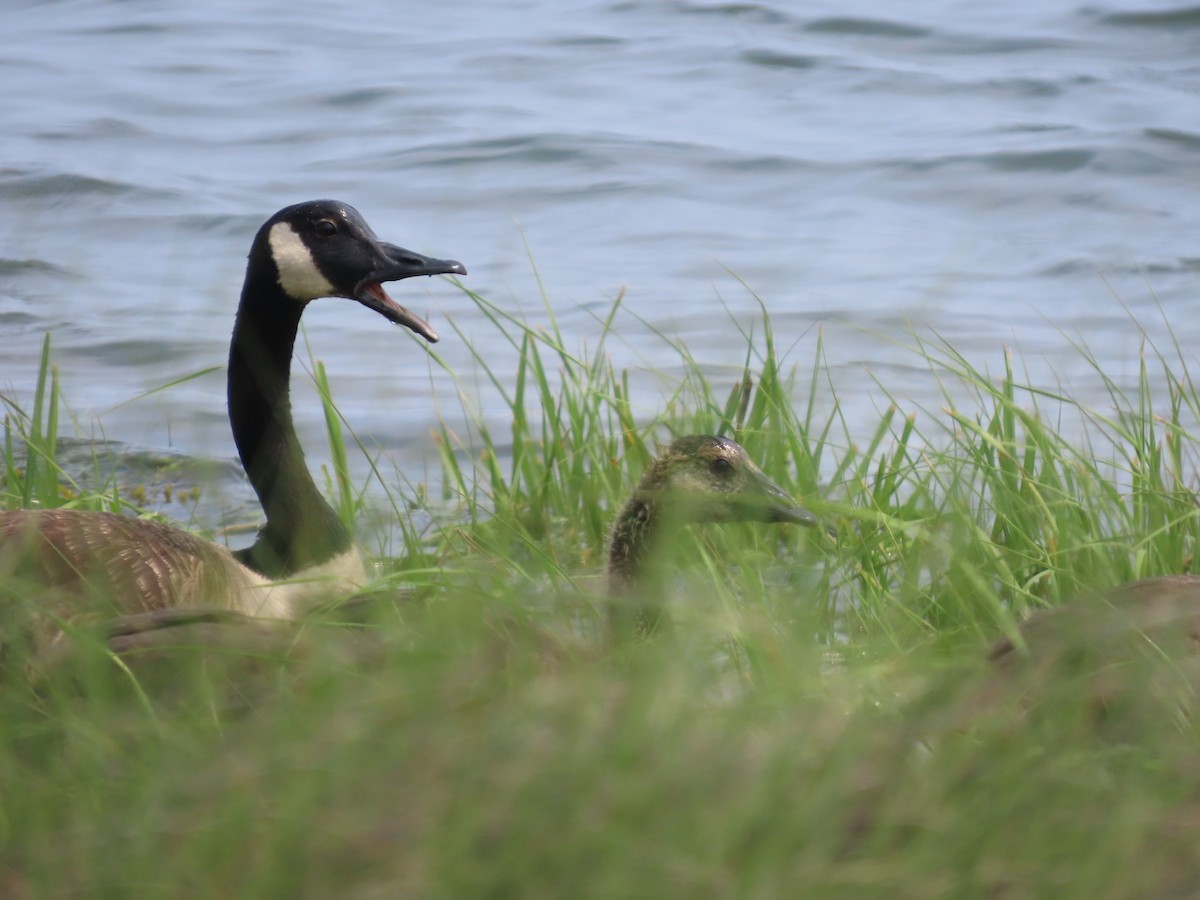 ברנטה קנדית - ML637558324