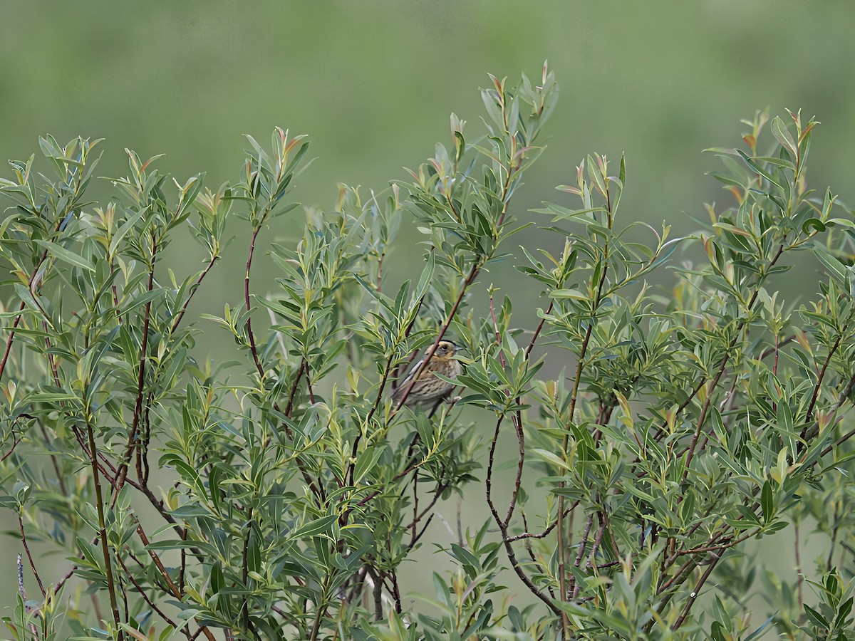Nelson's Sparrow - ML637558326