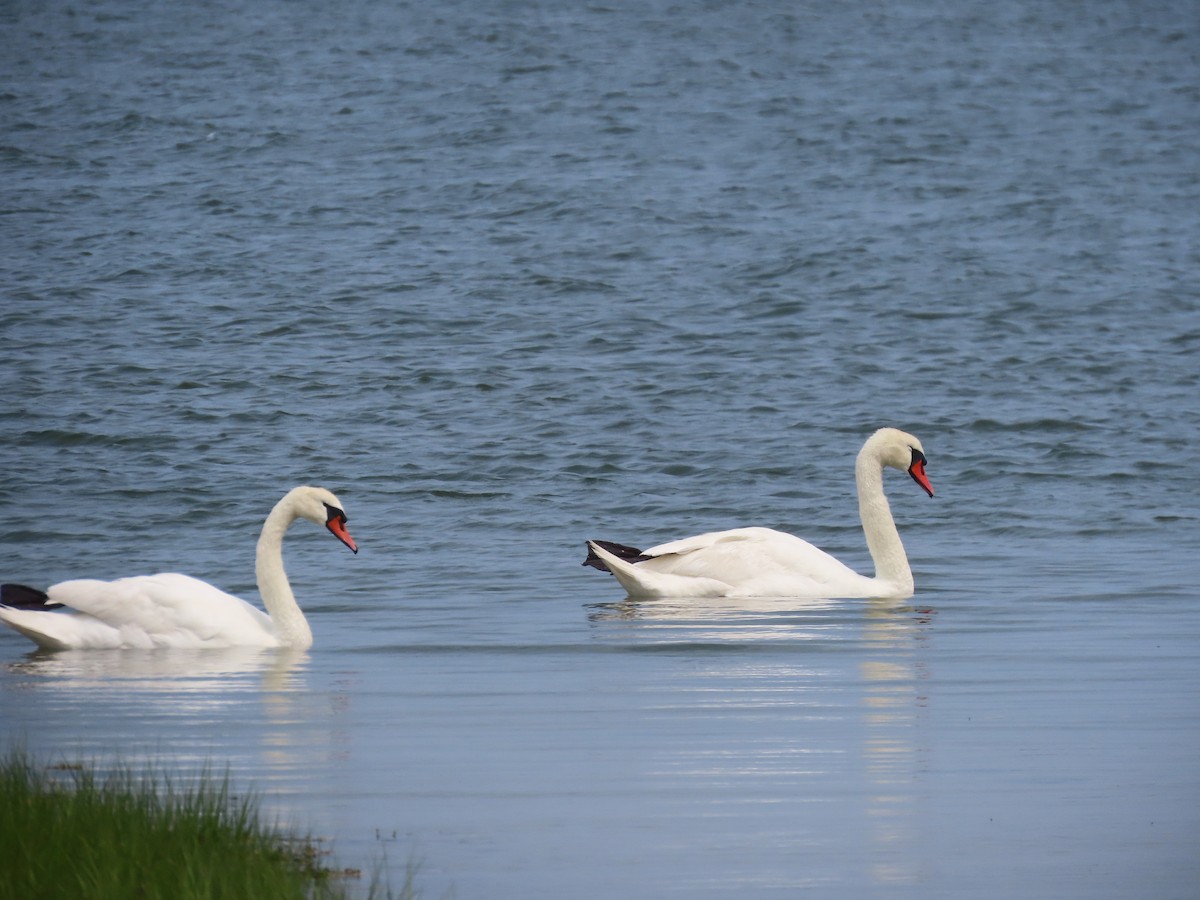 ברבור מצוי - ML637558329