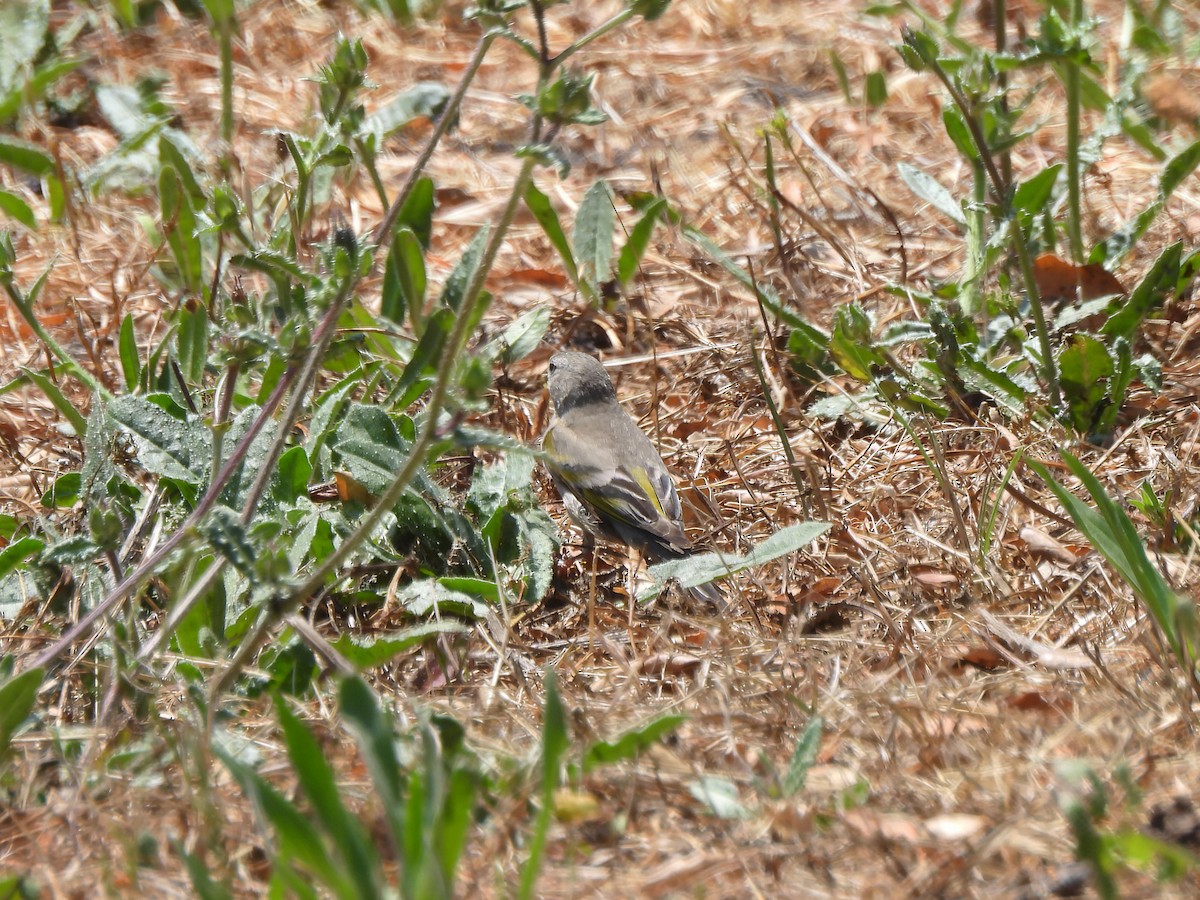 Lawrence's Goldfinch - ML637558345