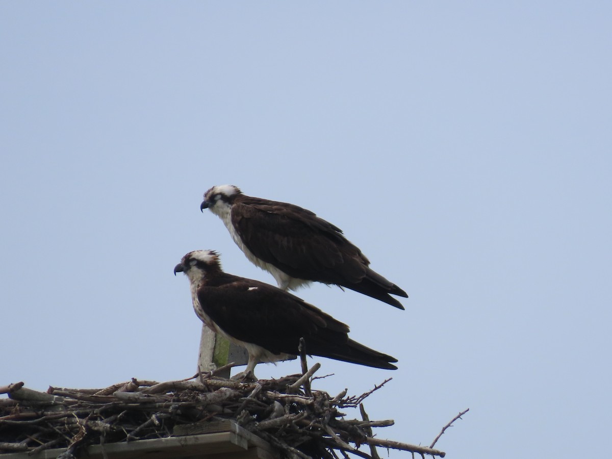 שלך - ML637558355