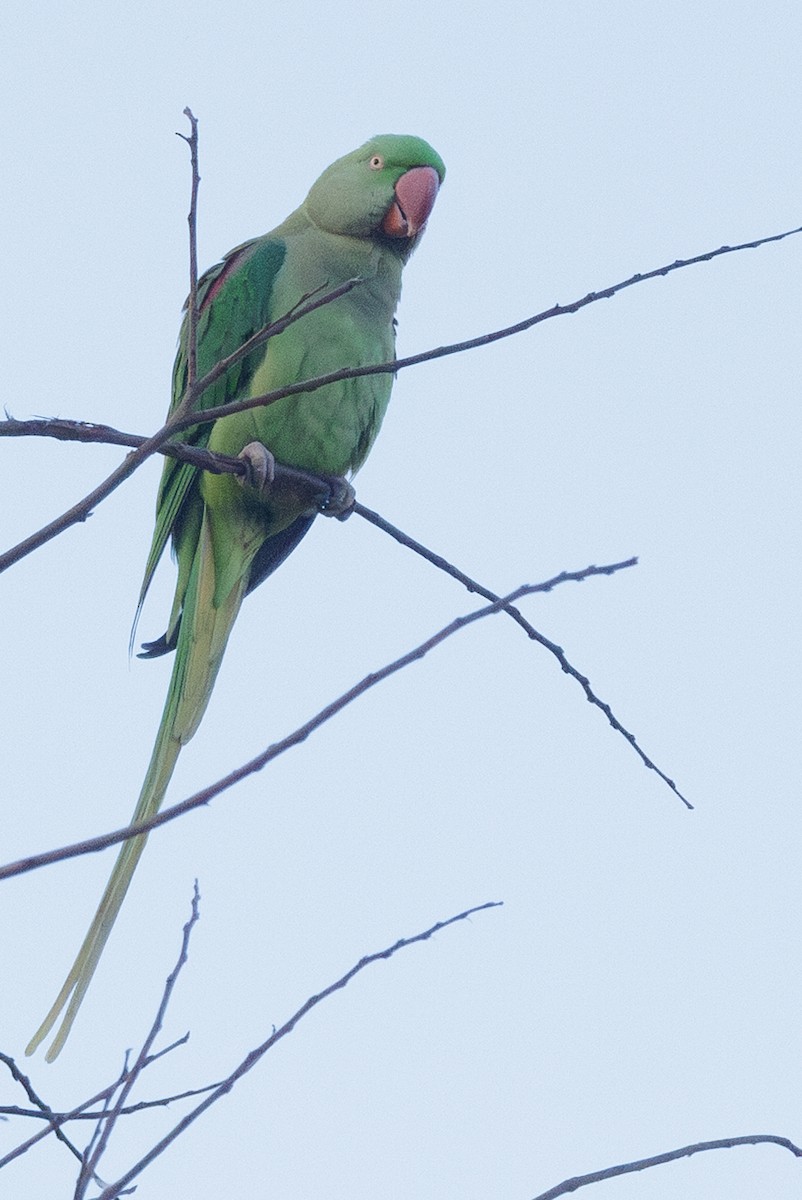 Alexandrine Parakeet - ML637558356