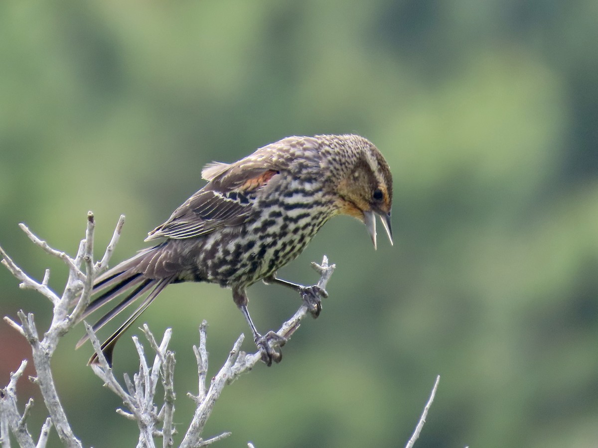 שחרורית אדומת-כנף - ML637558368