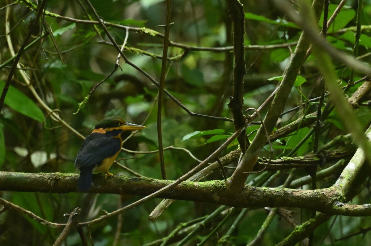 Rufous-collared Kingfisher - ML637558389