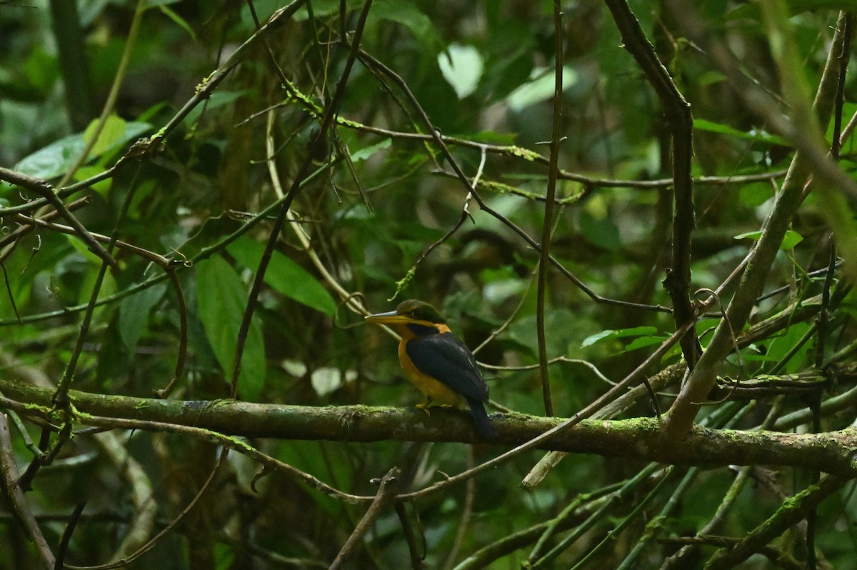 Rufous-collared Kingfisher - ML637558398