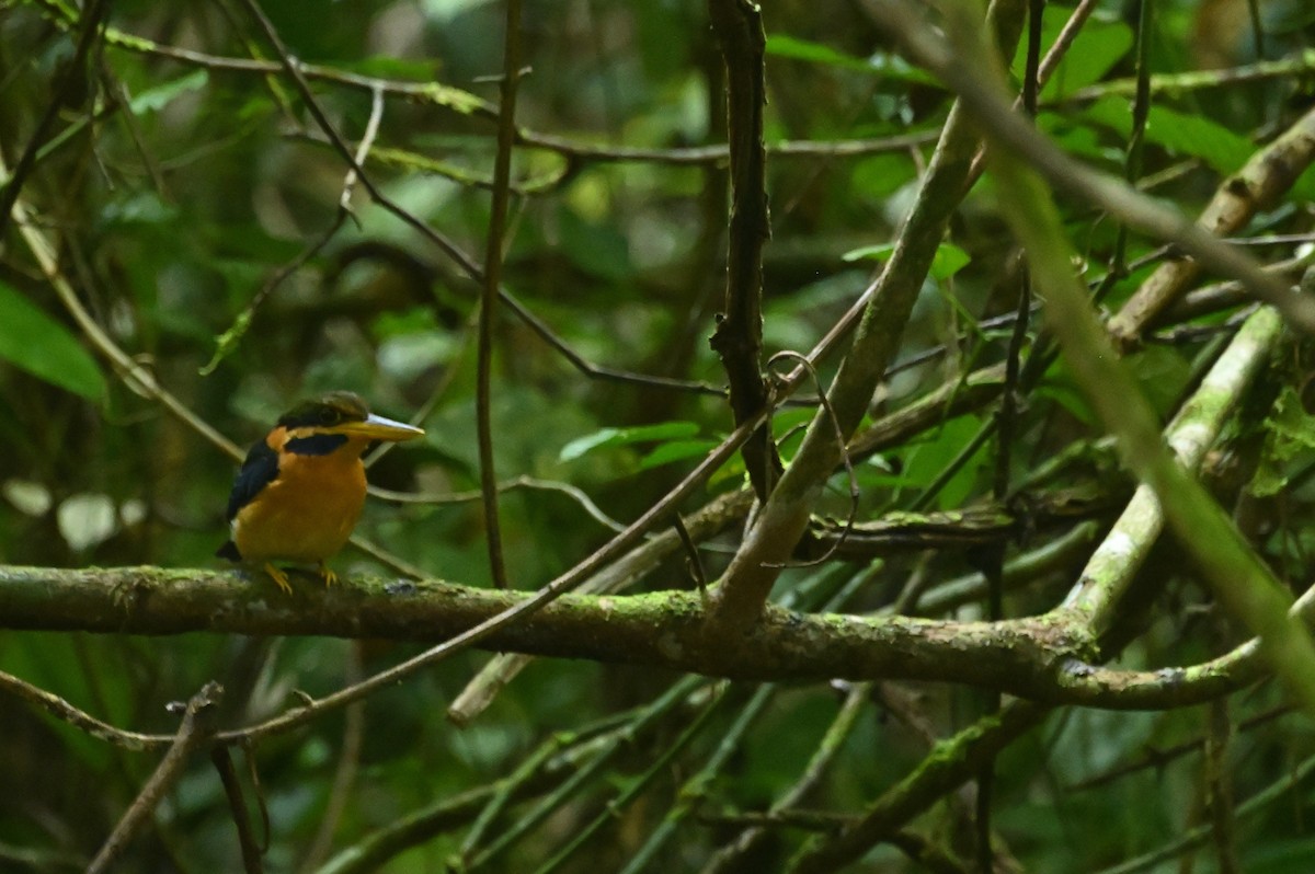 Rufous-collared Kingfisher - ML637558403