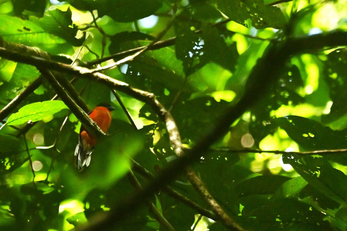 Scarlet-rumped Trogon - ML637558446