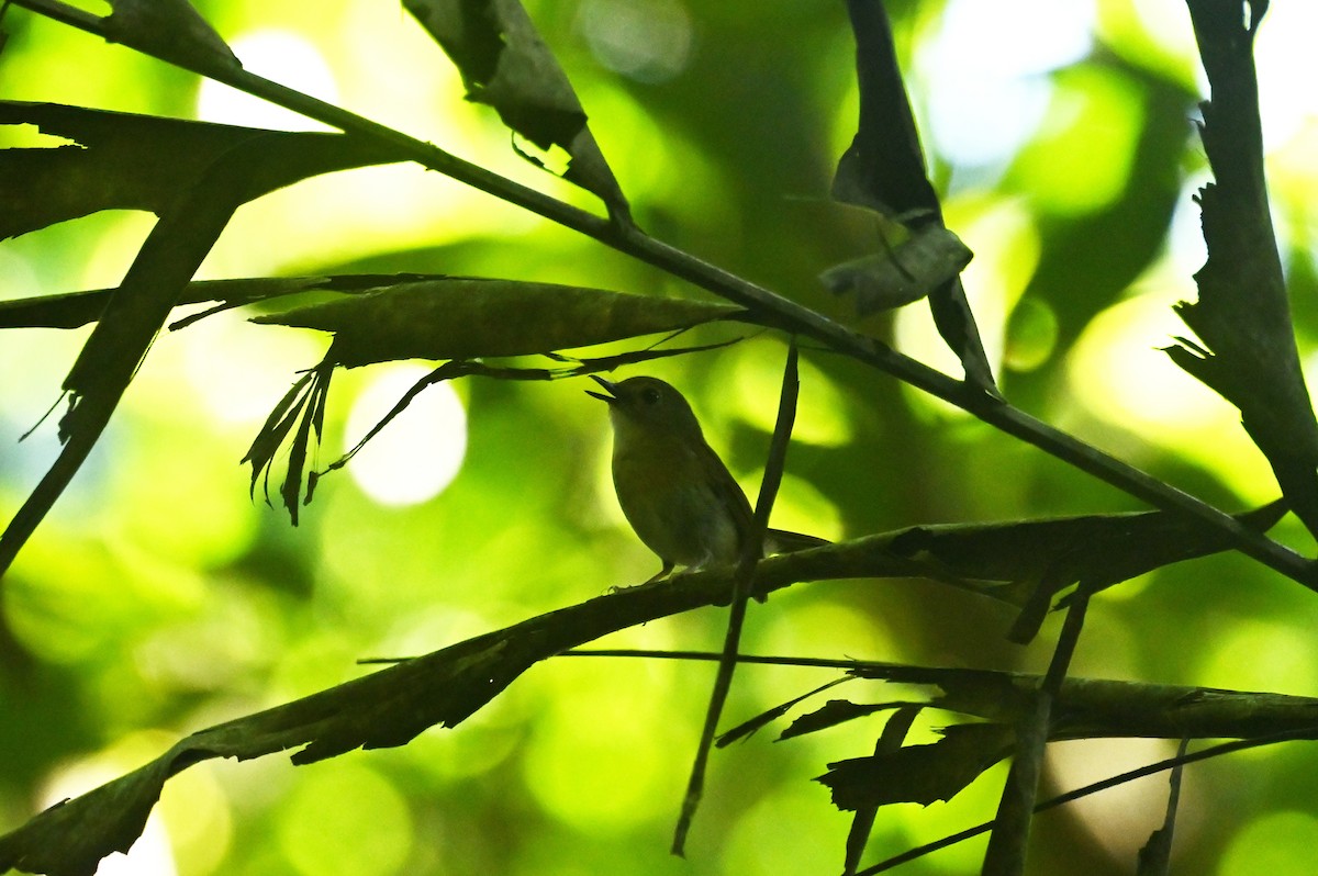 Fulvous-chested Jungle Flycatcher - ML637558457