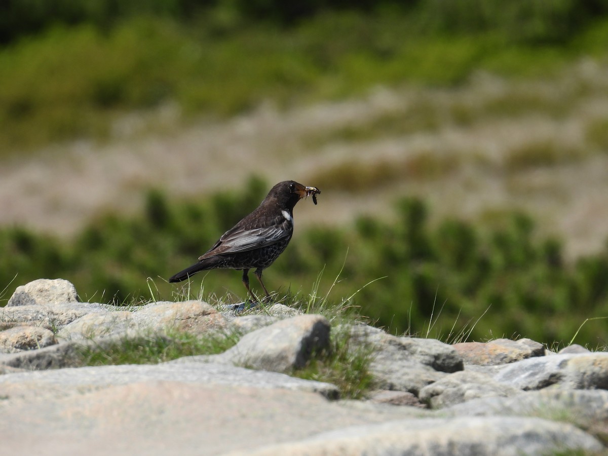 Ring Ouzel - ML637558462