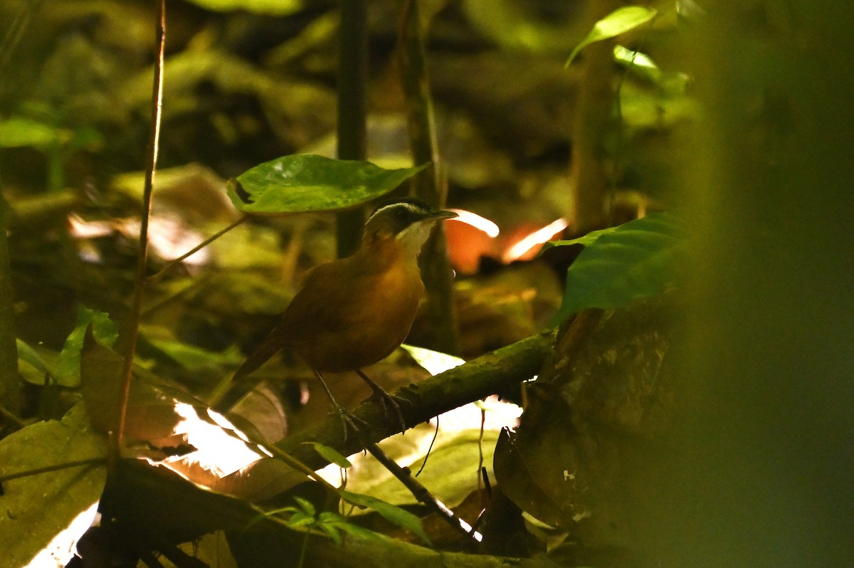 Bornean Black-capped Babbler - ML637558474