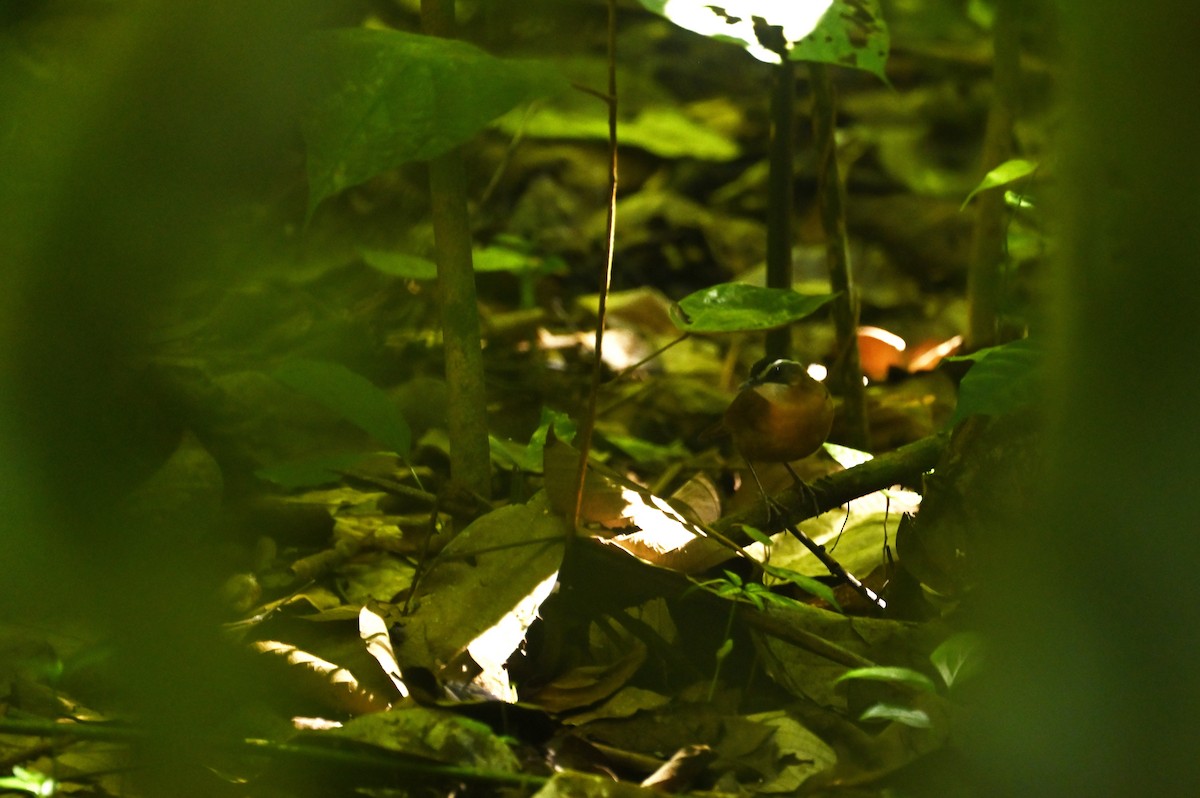 Bornean Black-capped Babbler - ML637558479