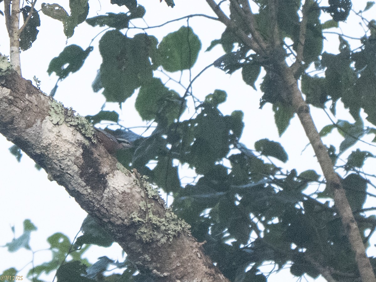 Indian Nuthatch - ML637558484
