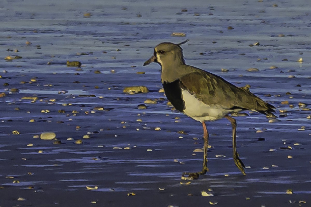 Southern Lapwing - ML637558498