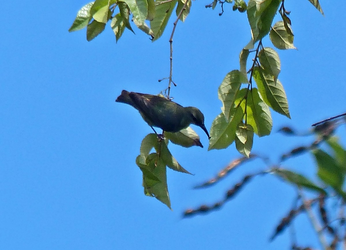 Red-legged Honeycreeper - ML637558547