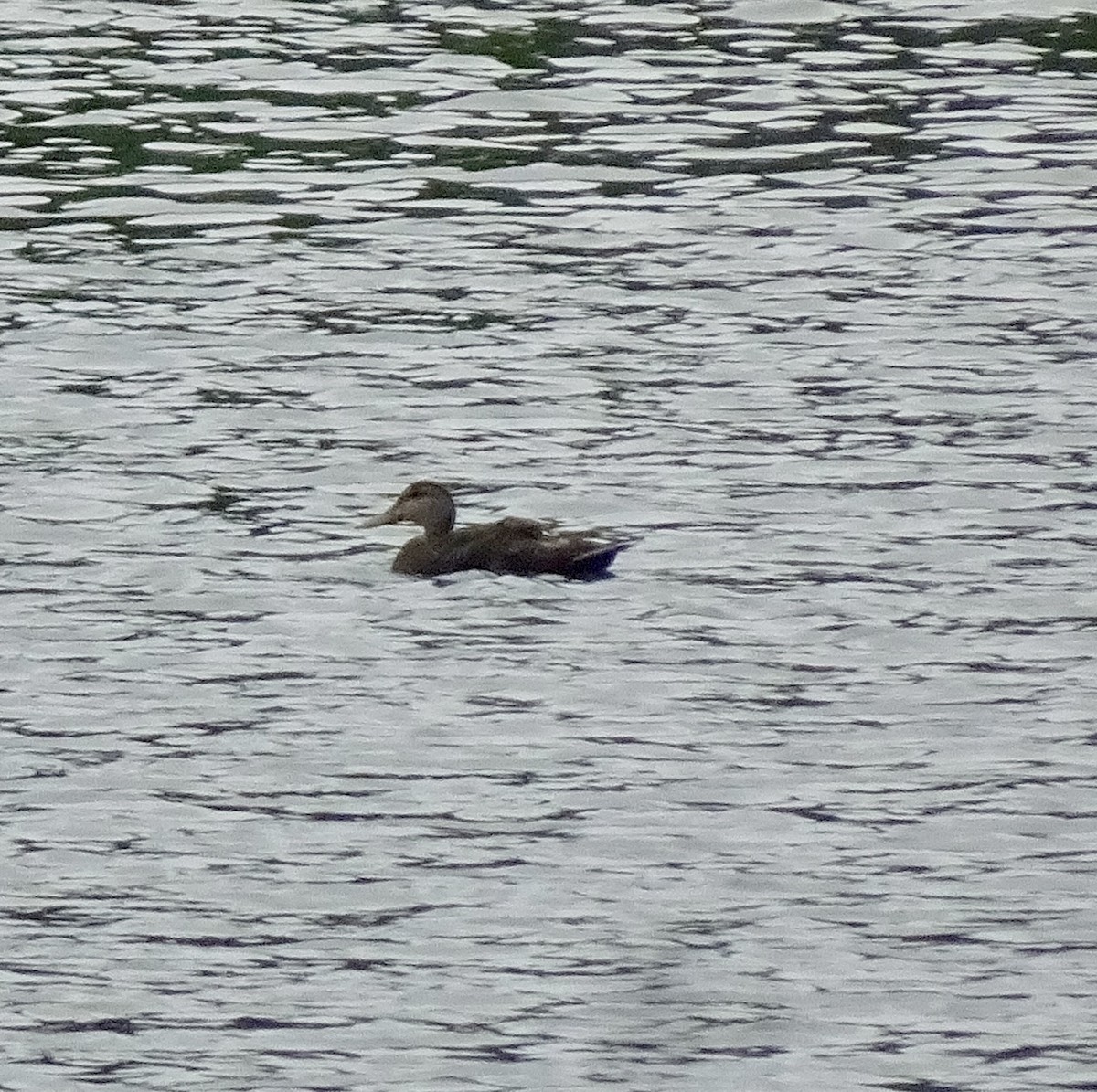American Black Duck - ML637558564