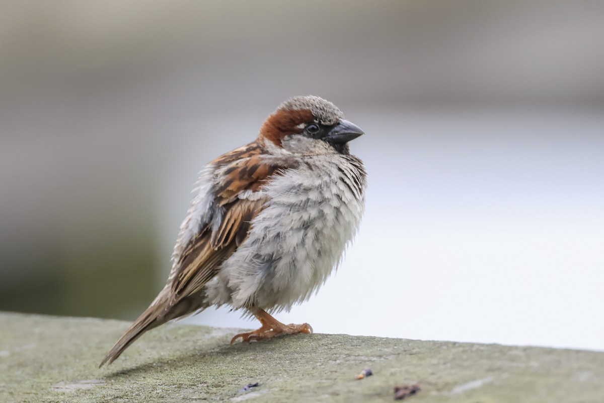 Оронгийн бор шувуу - ML637558587