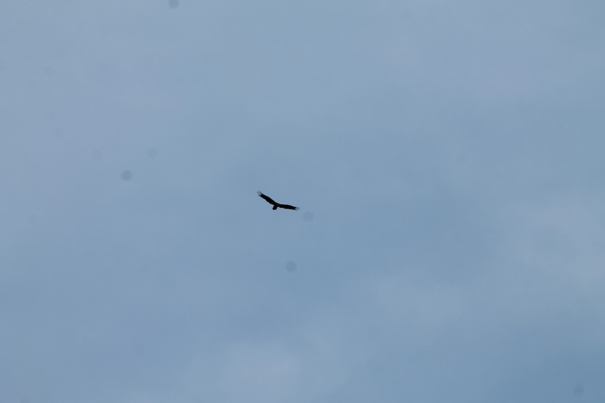 Turkey Vulture - ML637558601