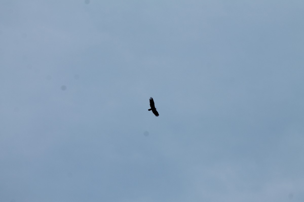 Turkey Vulture - ML637558602