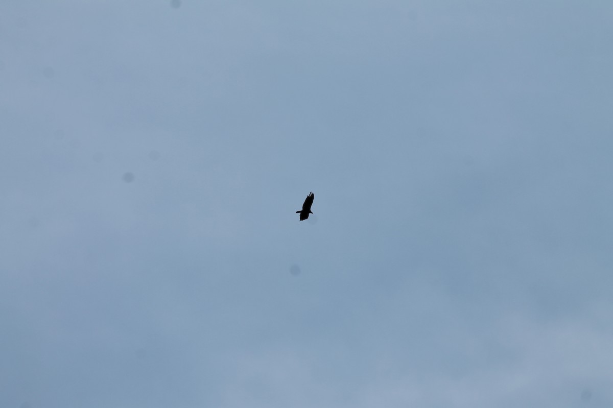 Turkey Vulture - ML637558603