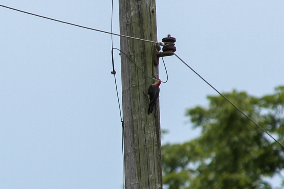 Red-bellied Woodpecker - ML637558613