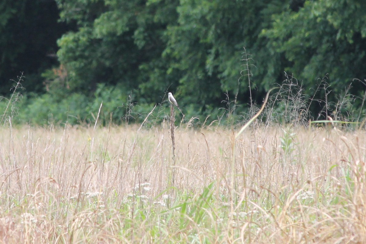 Scissor-tailed Flycatcher - ML637558621