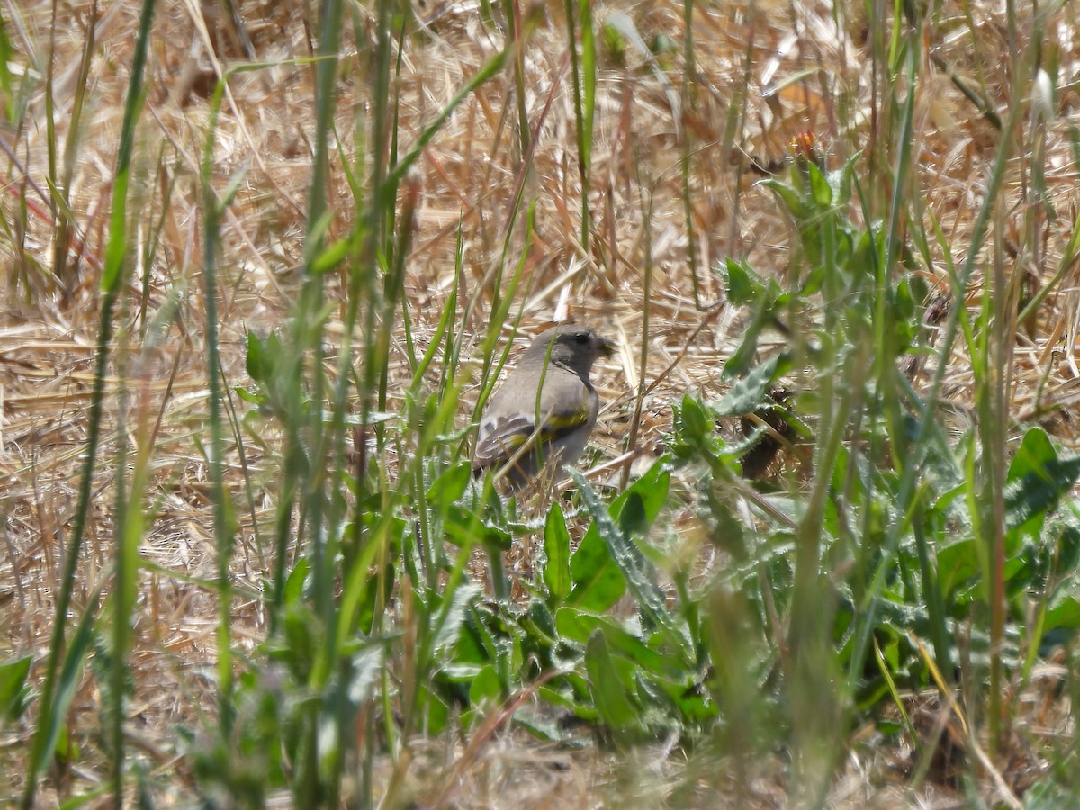 Lawrence's Goldfinch - ML637558653