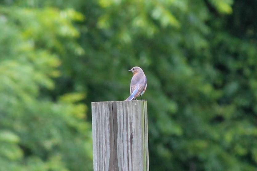 Eastern Bluebird - ML637558657