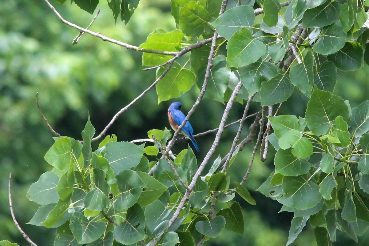 Eastern Bluebird - ML637558658