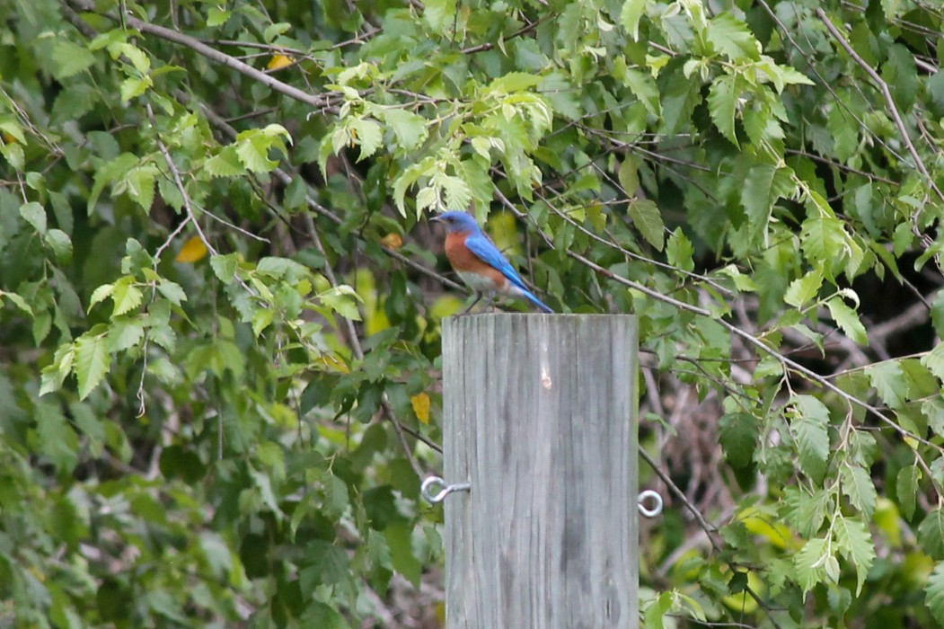 Eastern Bluebird - ML637558659