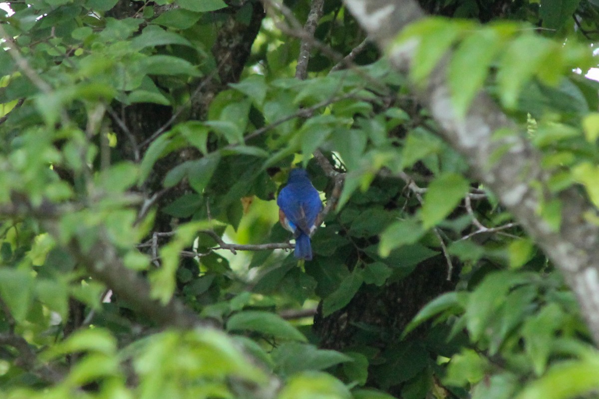 Eastern Bluebird - ML637558660
