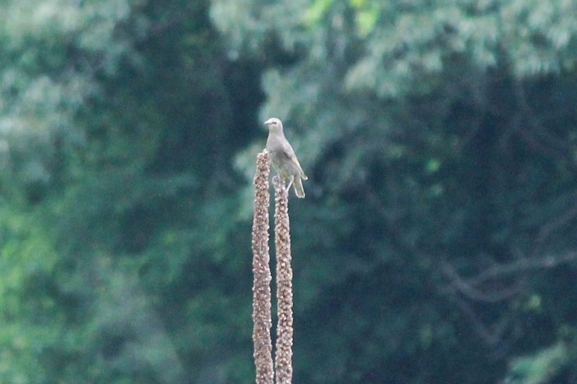 European Starling - ML637558673