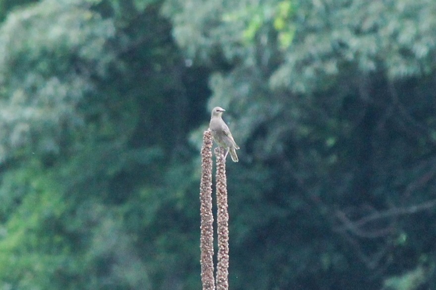 European Starling - ML637558674