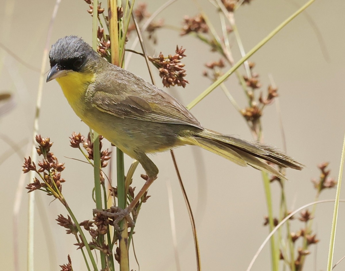 Gray-crowned Yellowthroat - ML637558699