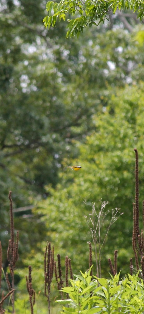 Yellow-breasted Chat - ML637558736