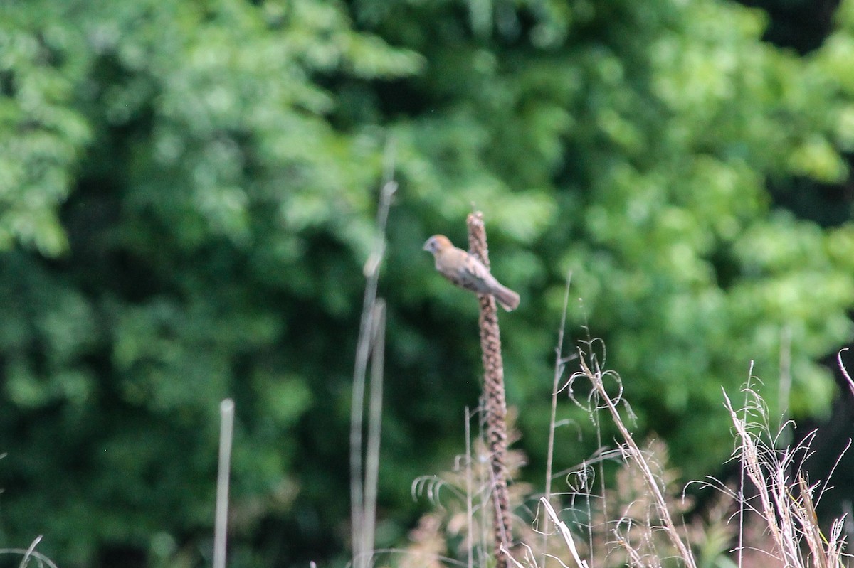 Blue Grosbeak - ML637558750