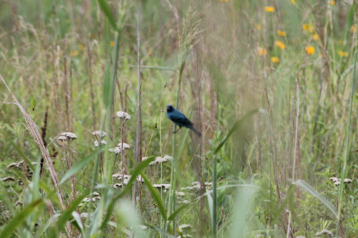 Indigo Bunting - ML637558761